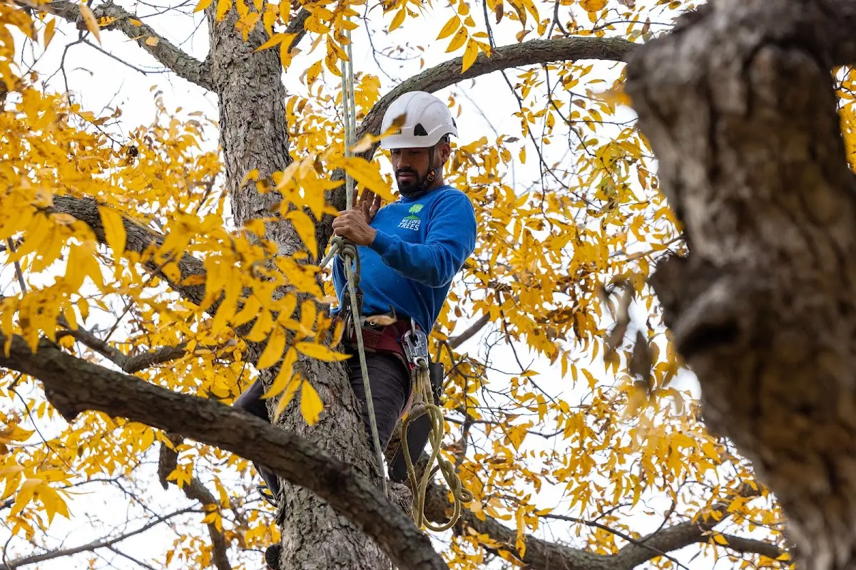 Skilled Tree Planting crew working in Newark